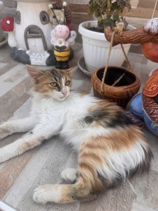 Две малки котета