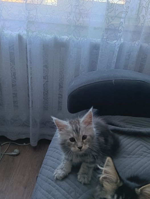 В питомнике есть Мейн куны