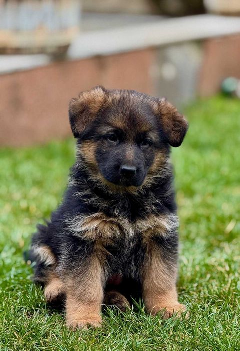 Pui ciobanesc german