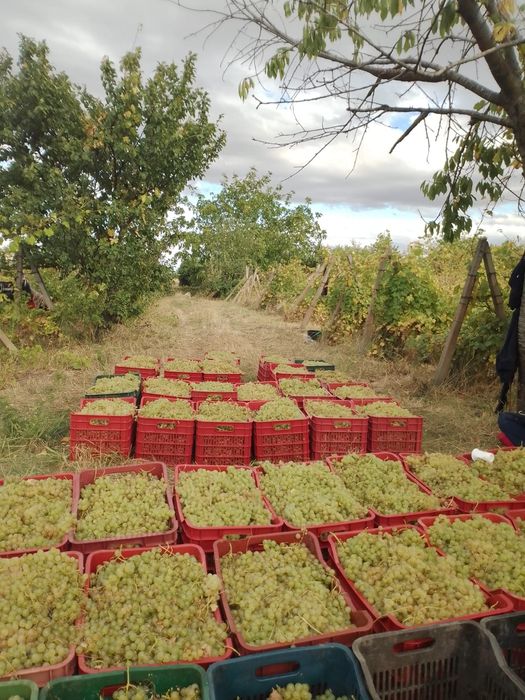 Vând struguri de vin avem următoarele soiuri; Feteasca regala, aligote, Reasling, Muscat ottonel, Muscat Hamburg, Merlot, struguri sunt aduse in lădiț
