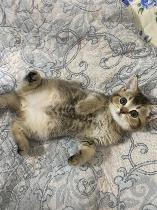 котята скоттиш страйт