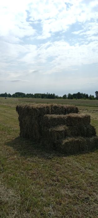 Продам сено, свежее лесное