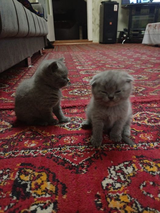 Кошка британской пароды