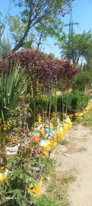 Xarxil turdagi manzarali ko‘chatlar