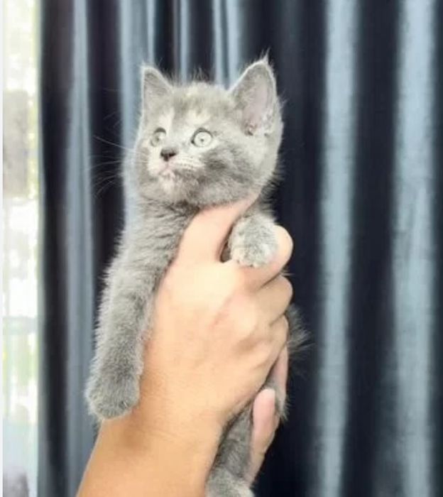 Британские коттяа девочки, 1.5 мес