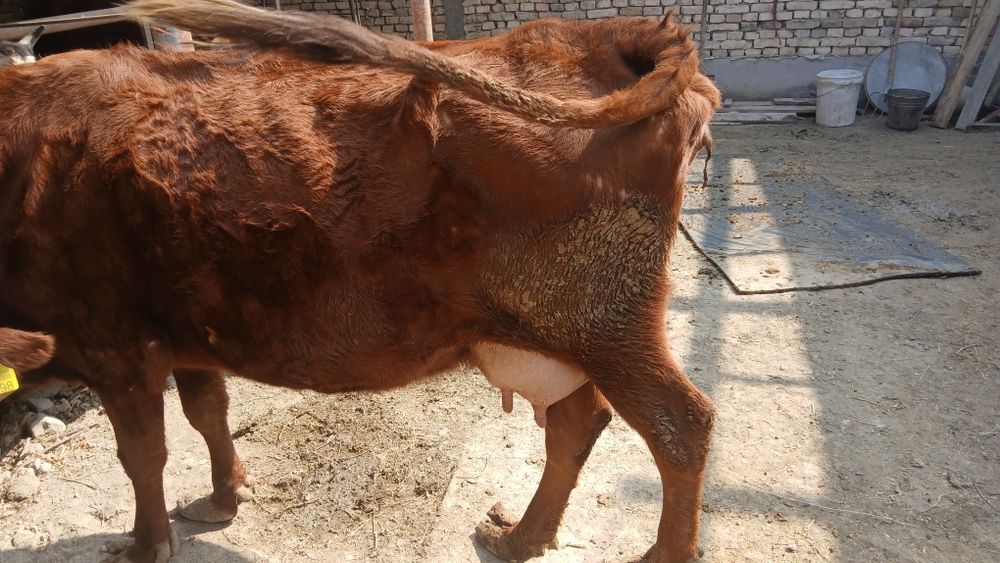 Она бола сигир сотилади