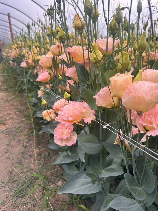 Lisianthus flori tăiate de vânzare