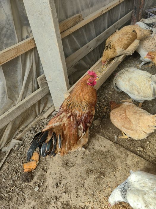 Домашний петух, крепкий