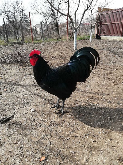 Cocoș Australorp Deosebit