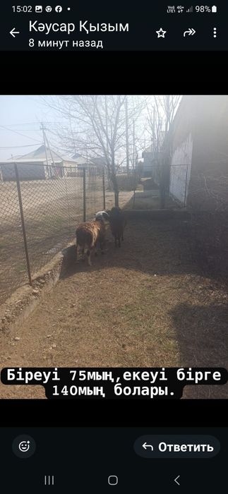 Тоқтылар семіз союға