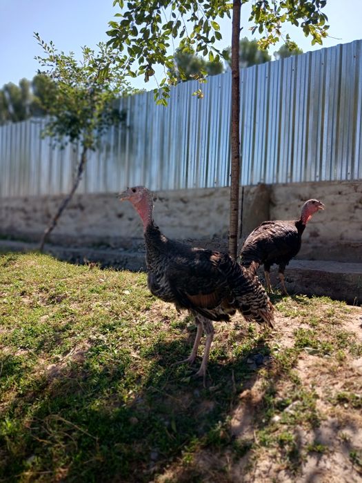 Продаётся индюк и индюшки