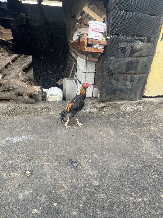 Продам петуха джуджик