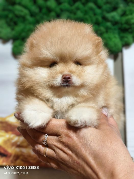 Очаровательный щенок шпица.