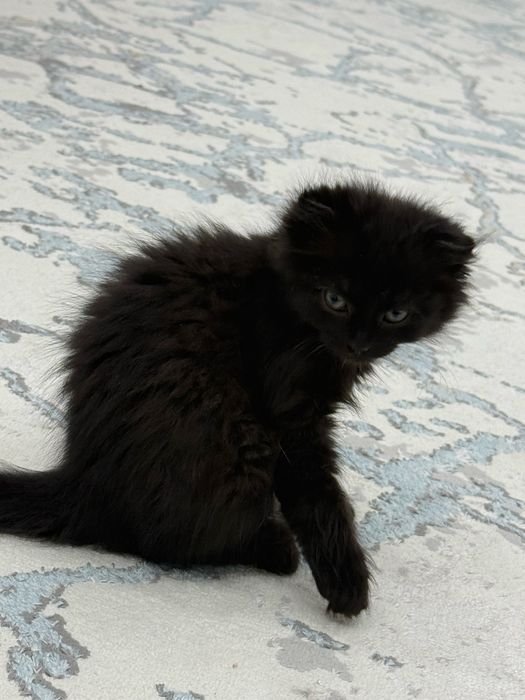 Снежок отдам даром