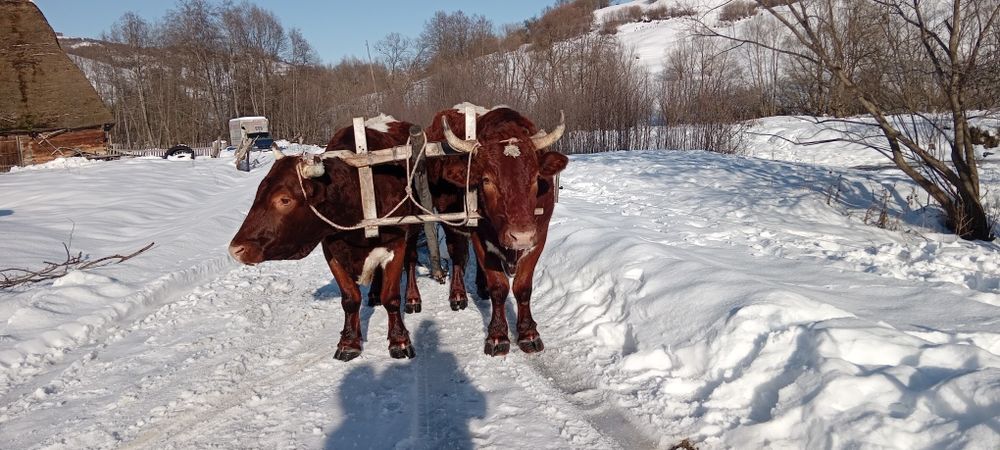 Vind boi la garanție pentru  muncile agricole