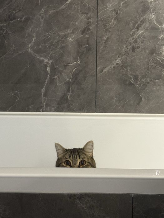 Кот Тимо, 2 года