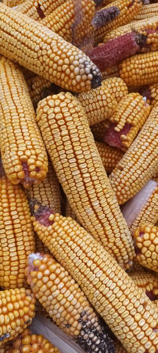 Porumb știuleți  2025