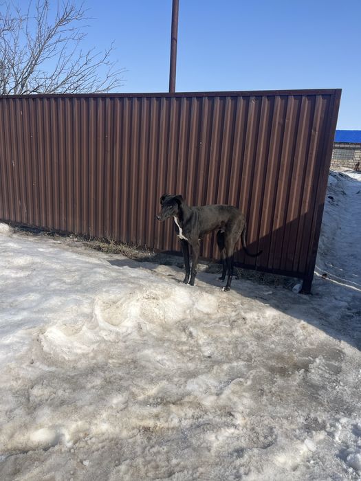 Кой га ауыстырам