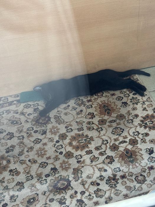 Котенок бесплатно