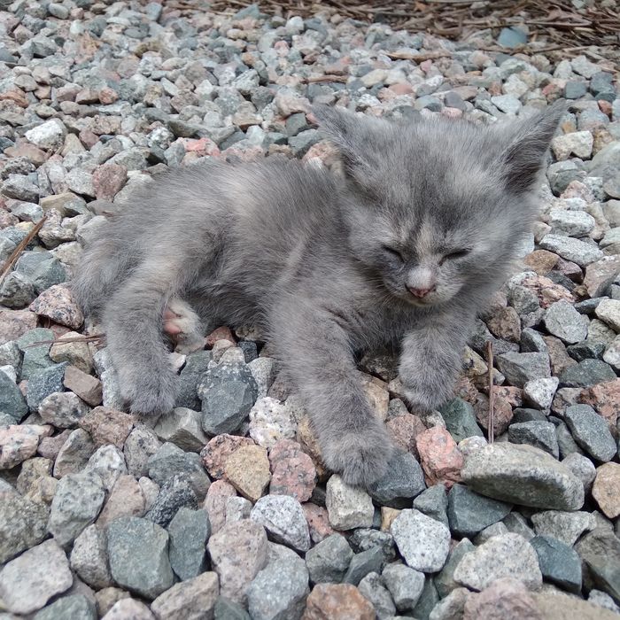 Котенок девочка, в добрые руки
