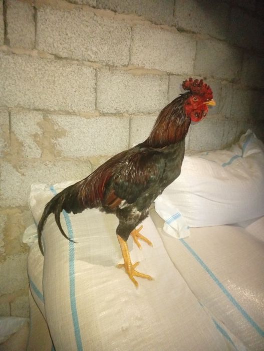 Шолпан қораз апрелский