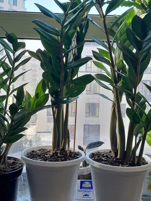 Комнатные растения район Ханшатыра