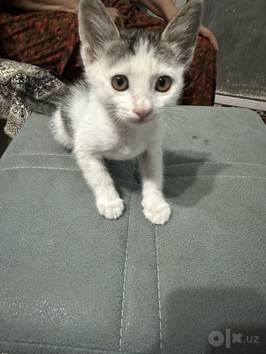 Mushuk hadyaga beriladi
