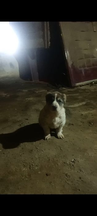 Продам щенков алабая