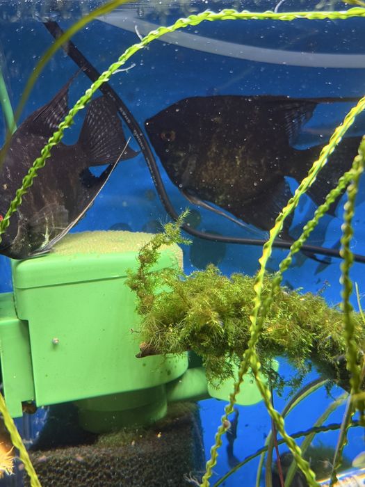 Продам рыбок скалярии