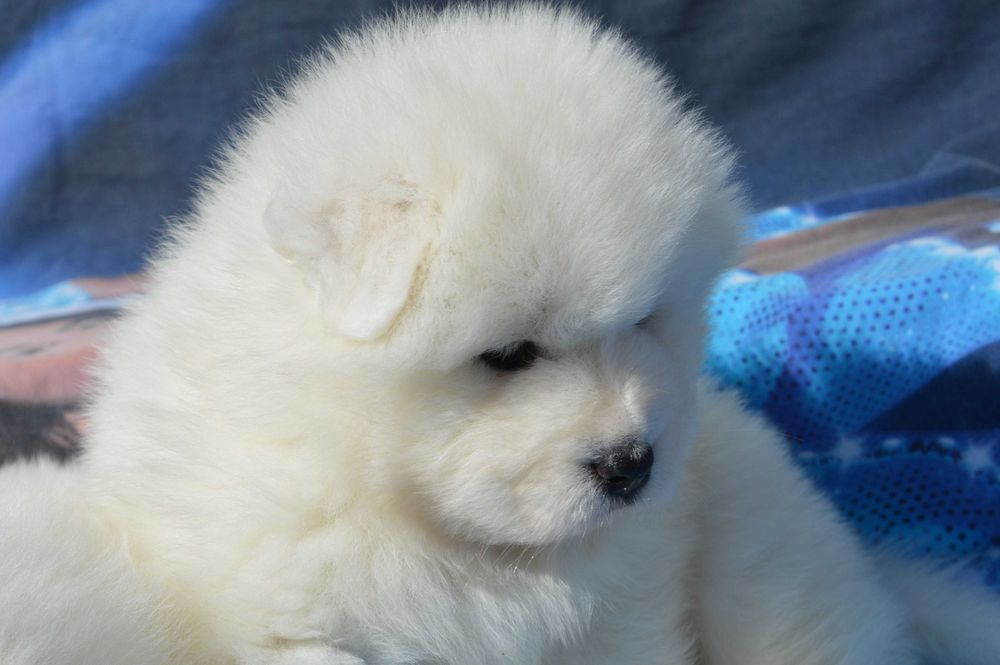 самоед бебета чистокръвни