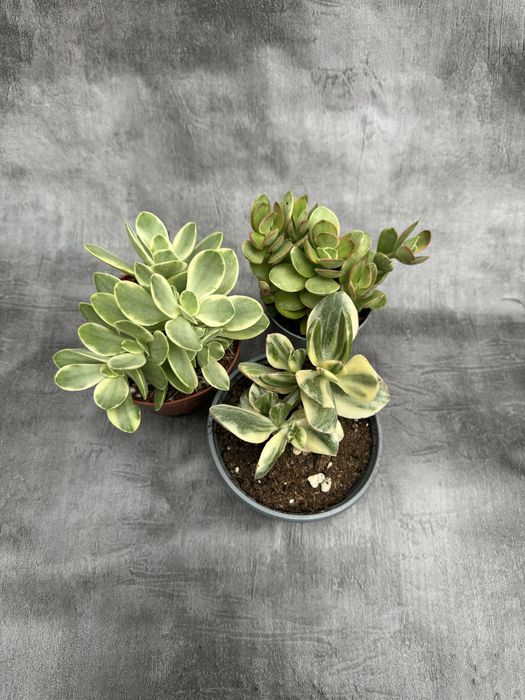 Продам крассулы