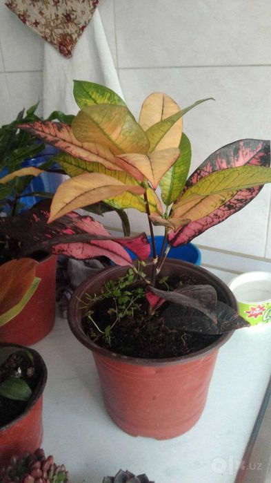 Кротоны спиральный и миссис Айстон