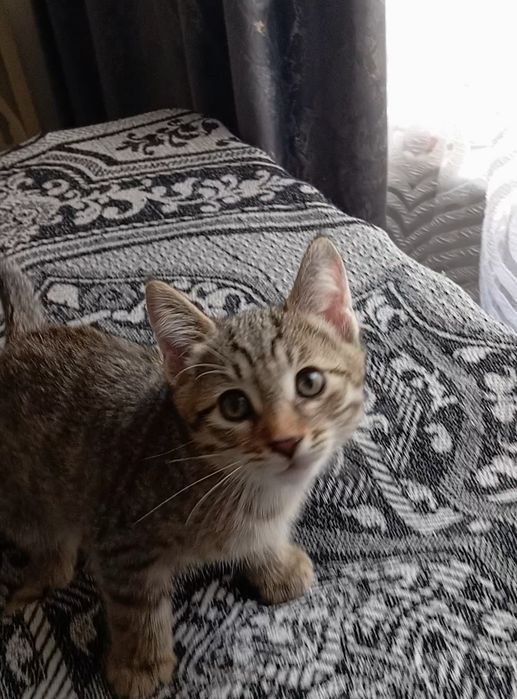 Котенок мальчик, 2 мес., умный, не крикливый.