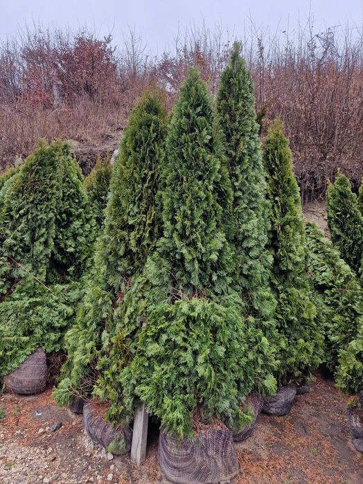 Tuia Smaragd(Thuja occidentalis)