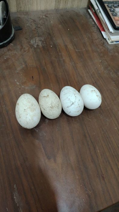 Gʻozni tuhimi kotta kotta