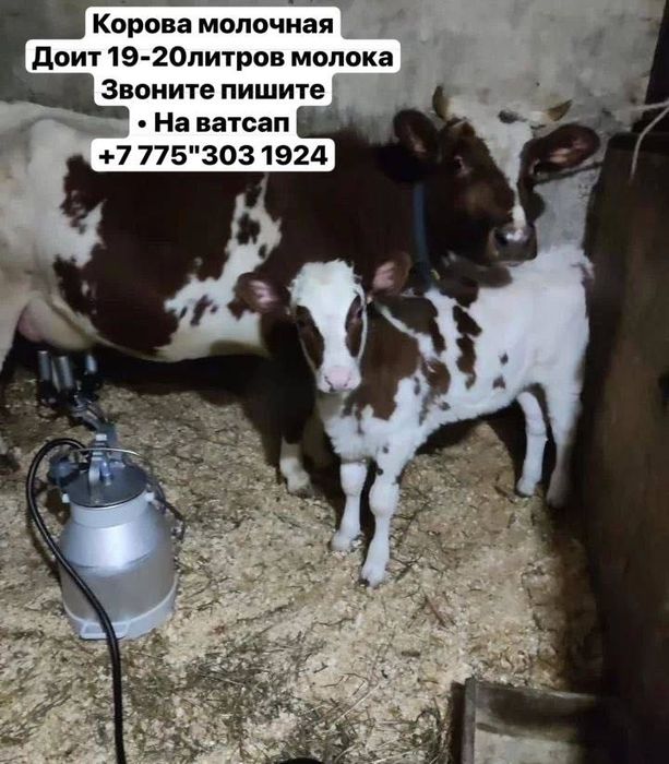 Сельхоз коровушка теленком