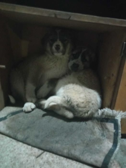 Алабай САО щенок 2 месяца