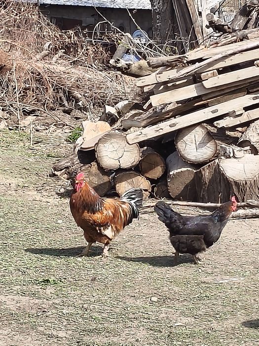 Продам домашних петухов