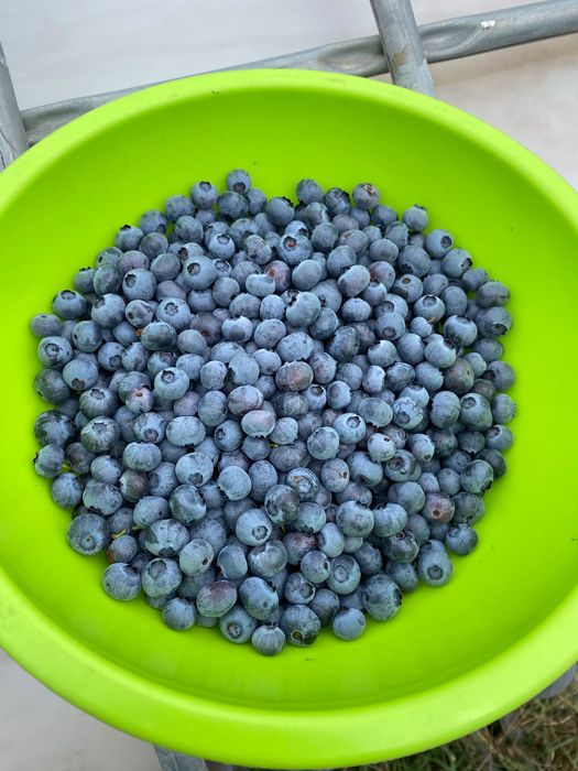 Голубика плодоносящая 5 лет кусты.