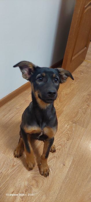 Щенки девочки бесплатно