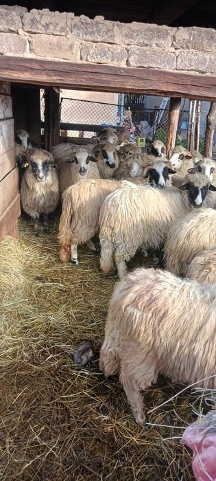 Vând 30 buc. de oi  tinere