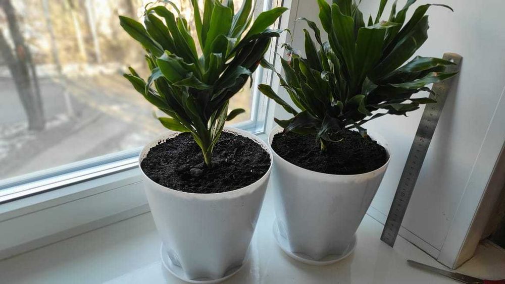 Драцена. (Dracaena).