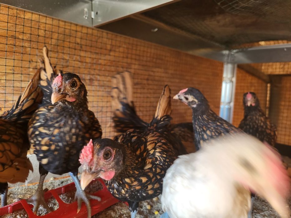 Pui din rasa Sebright / Australorp