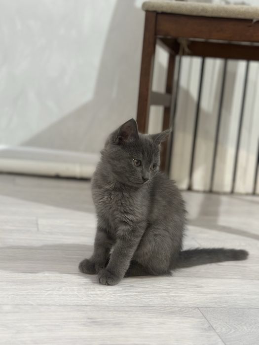 ОТДАМ КОТЕНКА  в добрые руки