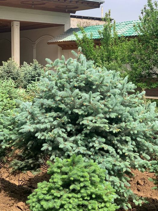 Archa srochno sotiladi