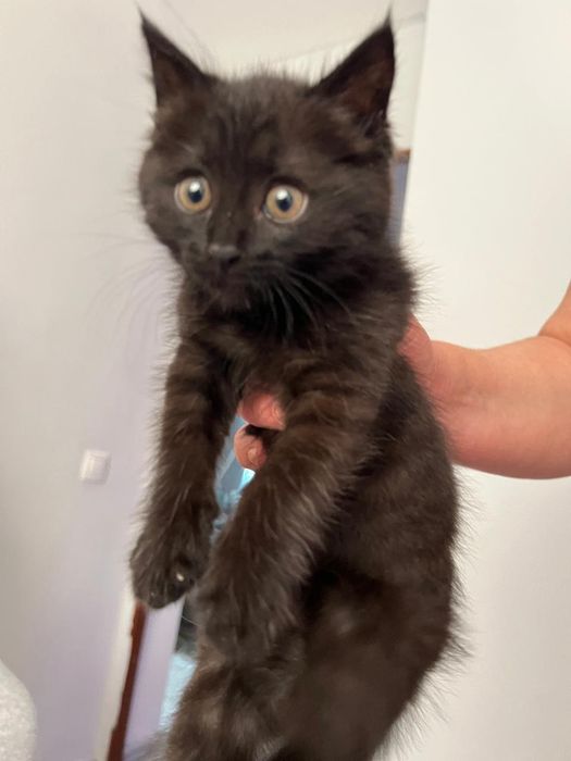 Отдам котёнка в добрые руки