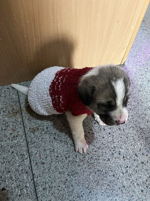 Отдам в добрые руки щенка мальчика