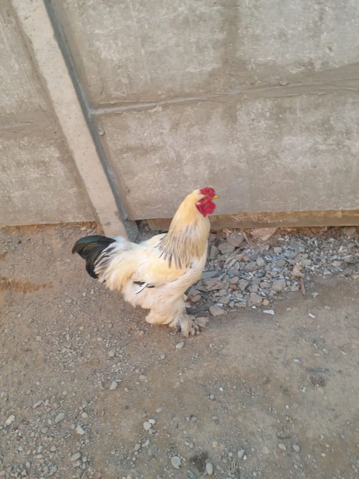 Брам питух чистокровный