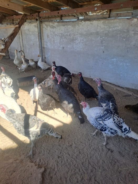 Индюки  ундик атеш