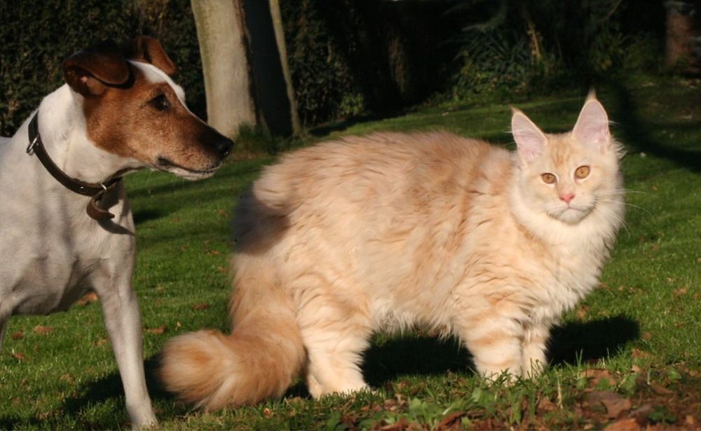 Мейн Куун (Maine Coon)